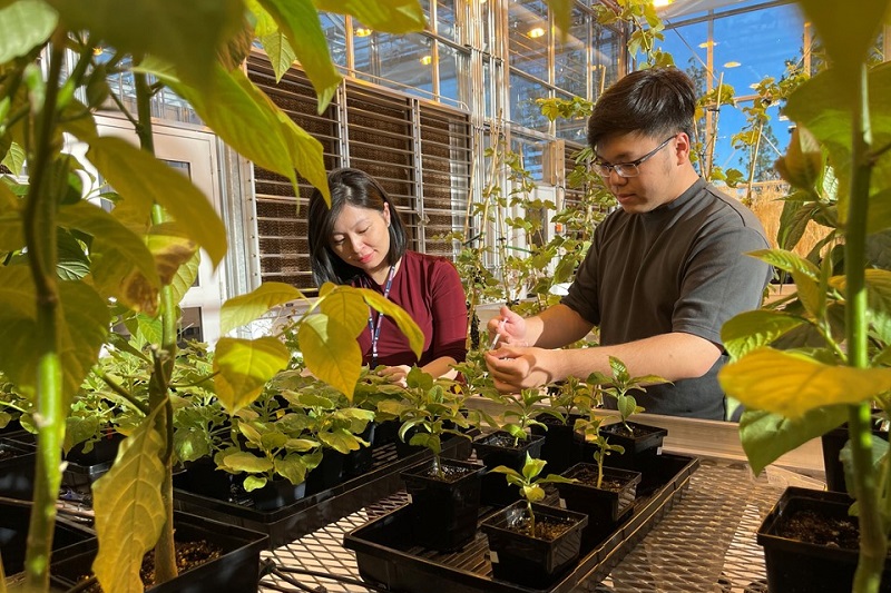 Dr. Thu-Thuy Dang with her student in the greenhouse at the UBC Okanagan campus. Photo credit: Trinh Don Nguyen